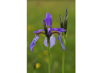 Sibirische Schwertlilie (Iris sibirica) - © Emanuel Trummer